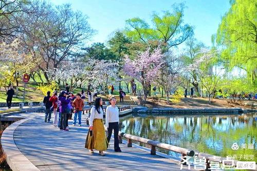北京今日头条玉渊潭公园,赏花踏青好去处