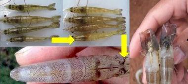 看虾料沉浮水,揭秘水生生物的生存智慧