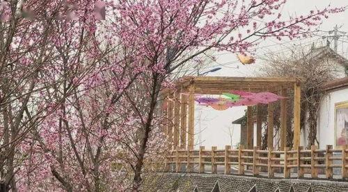 嵩县网红,揭秘网络红人的崛起之路