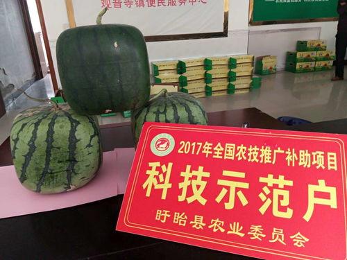 佛瓜晒干可以吃吗怎么吃