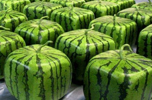 自由吃瓜的视频,揭秘网络热点的幕后故事