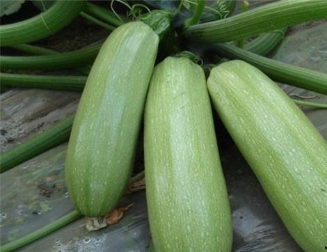 吃十八瓜有什么好处,探寻吃瓜养生之道