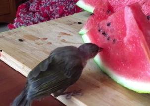 小鸟吃瓜解暑,小鸟吃瓜解暑趣事