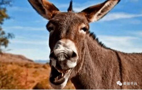 沈猛爆料老驴是谁啊视频,老驴身份之谜