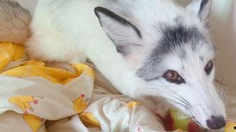 娱乐吃瓜酱狐狸,揭秘娱乐圈背后的那些事儿