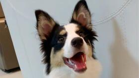 娱乐吃瓜君第一次见狗